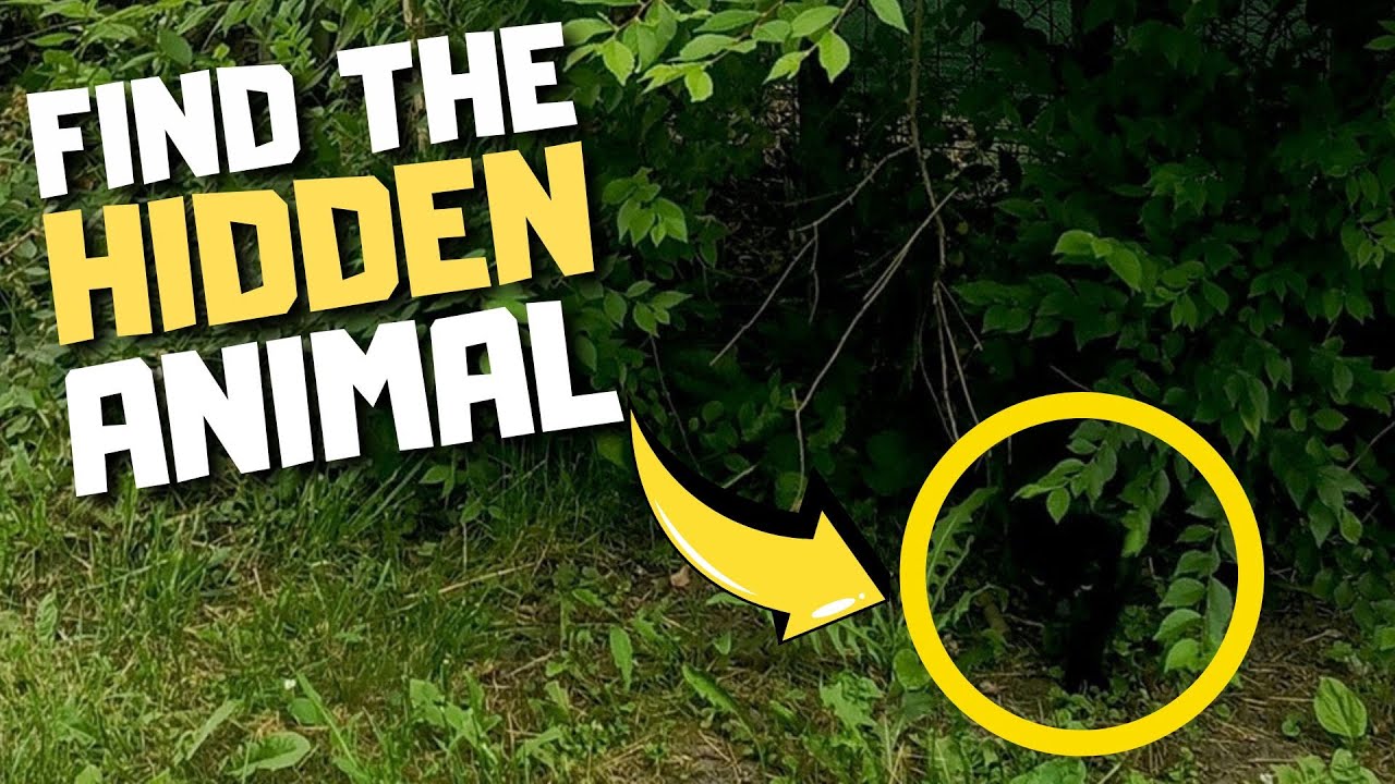 Find the Hidden Animal Hard Edition