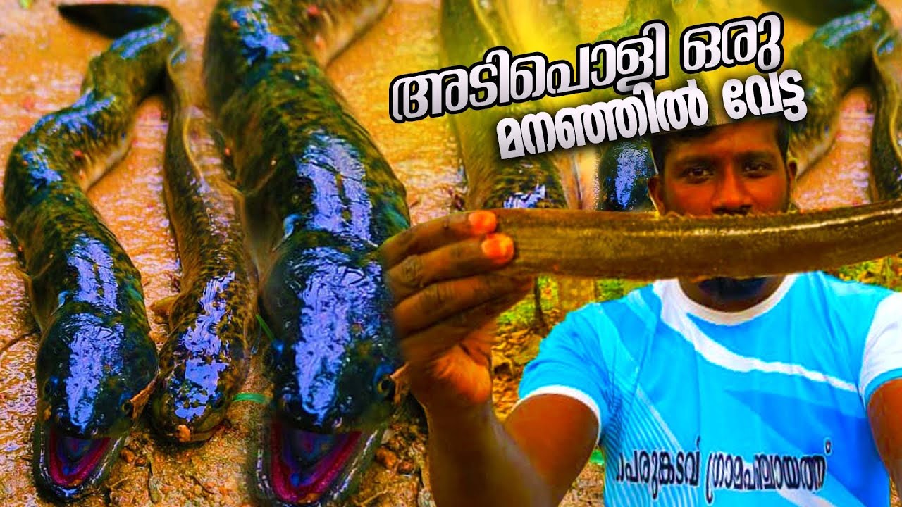അടിപൊളി ഒരു മനഞ്ഞിൽ (നെടുമീൻ ) വേട്ട