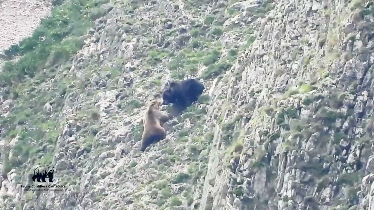 OSA SE ENFRENTA al ataque de un OSO para defender a SUS CRIAS