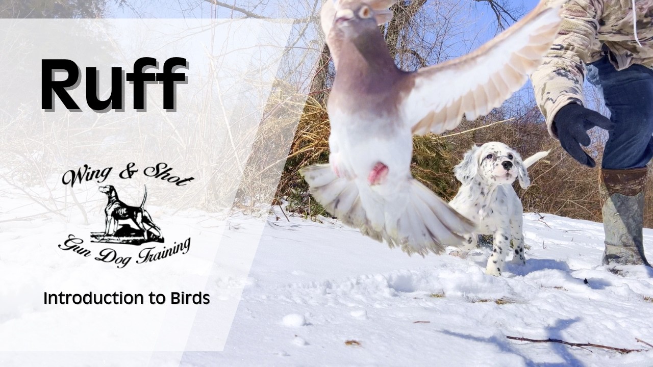 English Setter Puppy is Introduced to Birds for Bird Dog Training