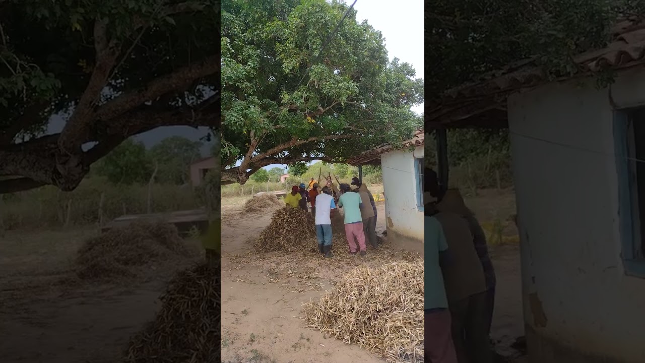 coisa boa é a vida nó interior uma bata de feijão para animar a tarde