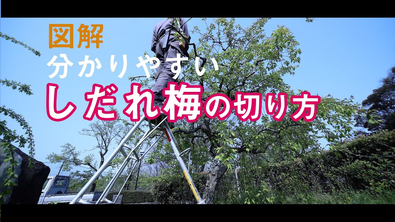 しだれ梅の剪定方法【単純で簡単な切り方】
