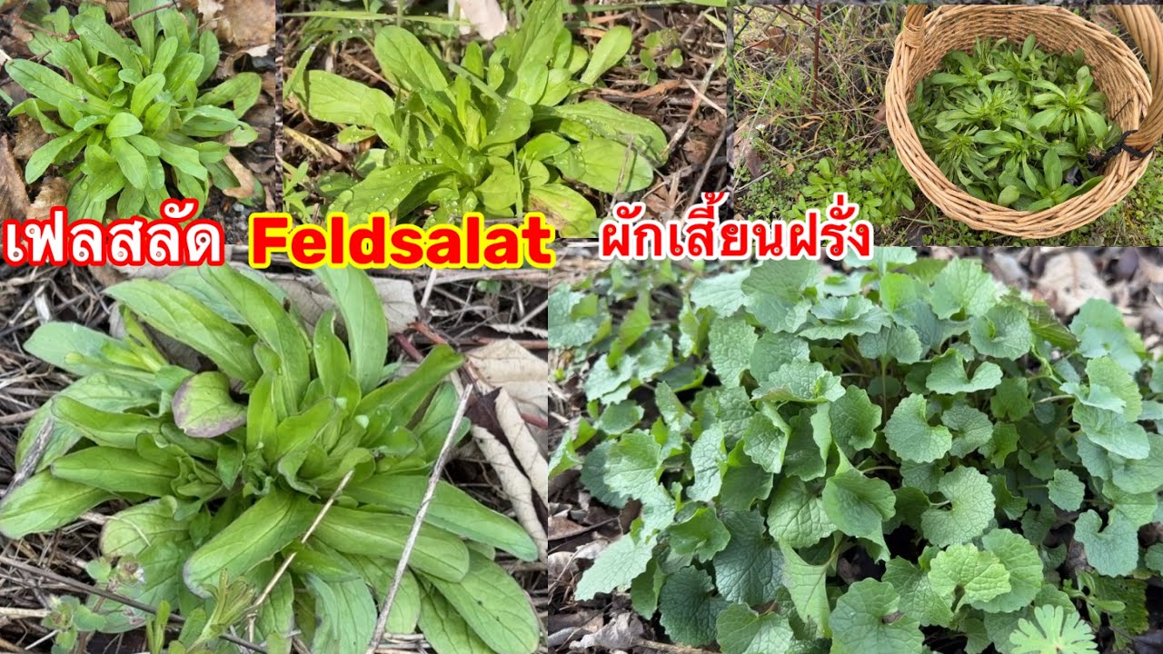มาเจอผักเสี้ยนฝรั่งพุ่มใหญๆได้ทั้งผักสลัดป่ามีFCถามผักชนิดนี่โตสุดขนาดไหน