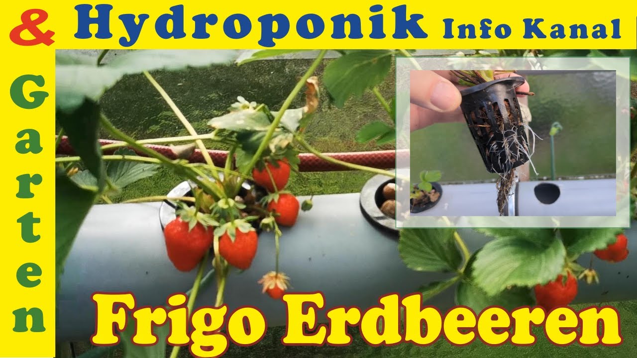 Frigo Erdbeeren im Hydroponik System | ohne Erde nur im Wasser anbauen
