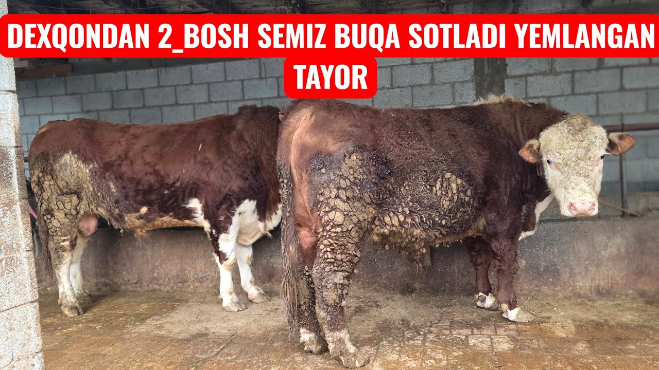 DEXQONDAN SEMIZ 2_BOSH BUQA SIMINTAL VA  GRINFOʻRT SOTILADI 