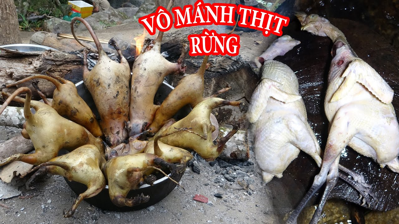 THĂM BẪ.Y CHỒN VÔ MÁNH, SĂN GÀ RỪNG ĐÊM, CUỘC SỐNG TRONG RỪNG - RỪNG LỚN - T22