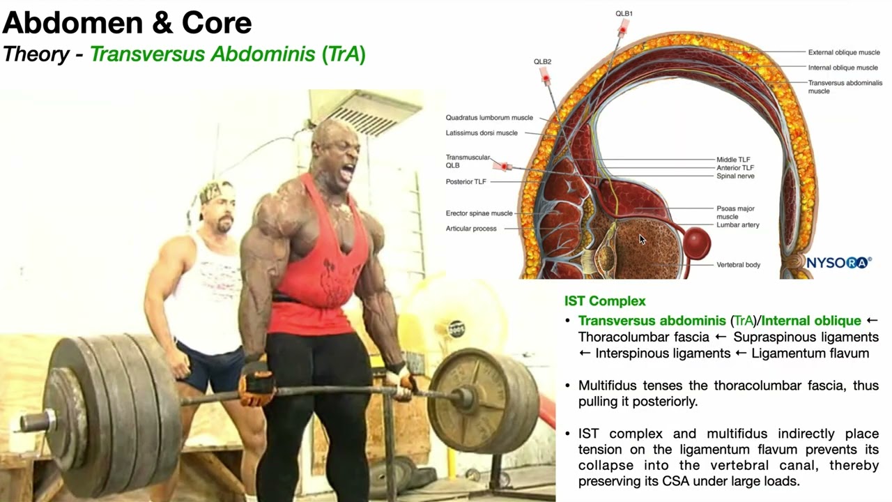 Anterior Abdomen (Part 4) | Transversus Abdominis (TrA)