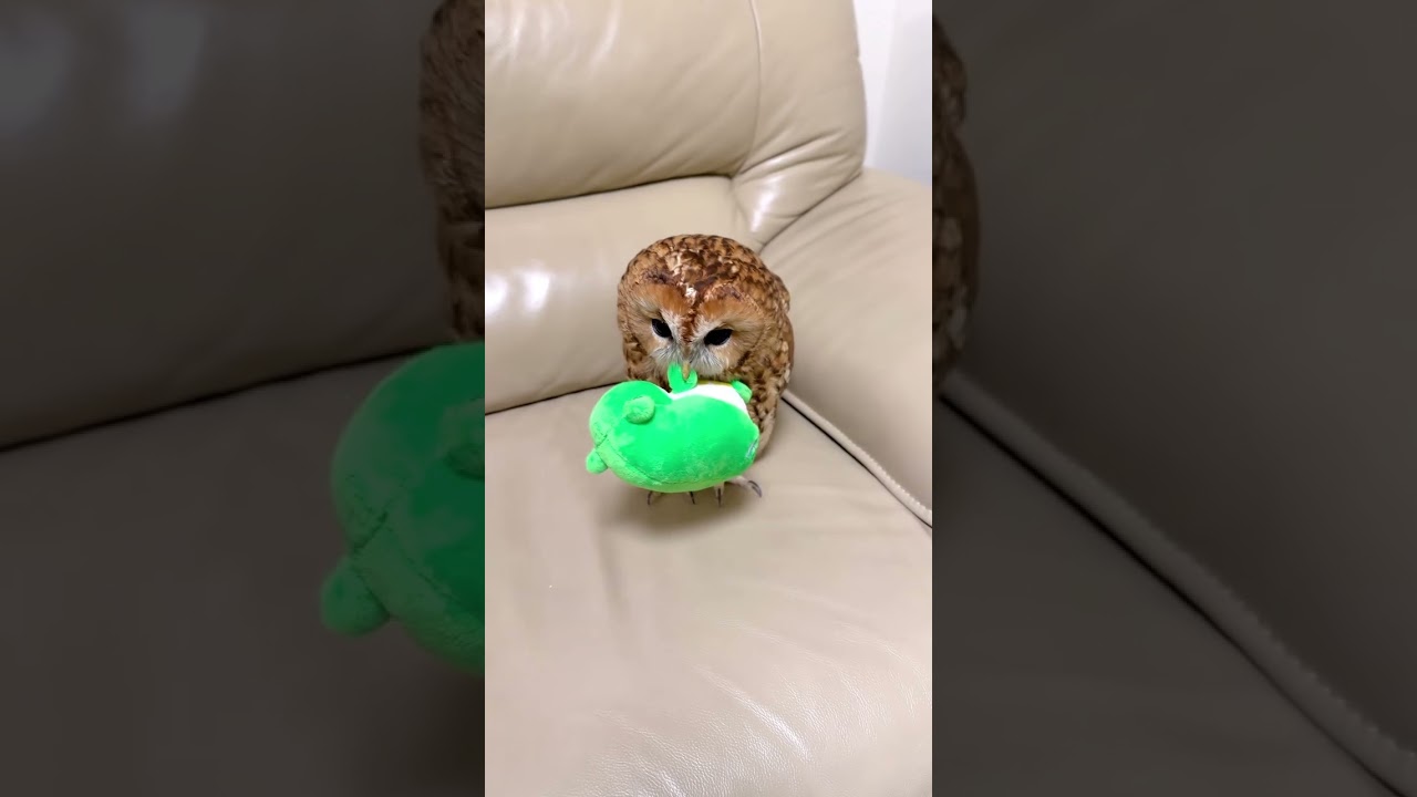 Why you are seating here peacefully 🐸 #lovely #cute #owl #owls #lovers #owllover #bird #parrot