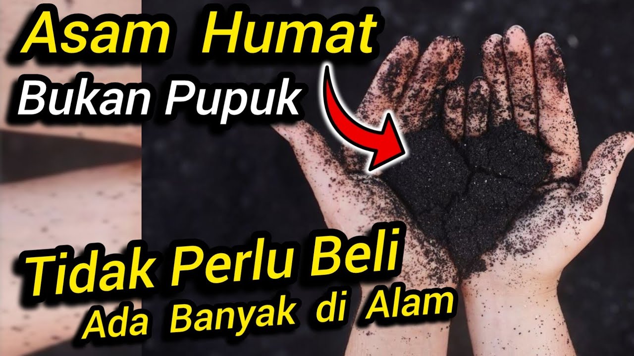 ⛔ Asam Humat Itu Bukan Pupuk ⛔ Asam Humat  Tidak Perlu Beli 💥Banyak di Alam Tinggal Ambil ✅ #tanaman