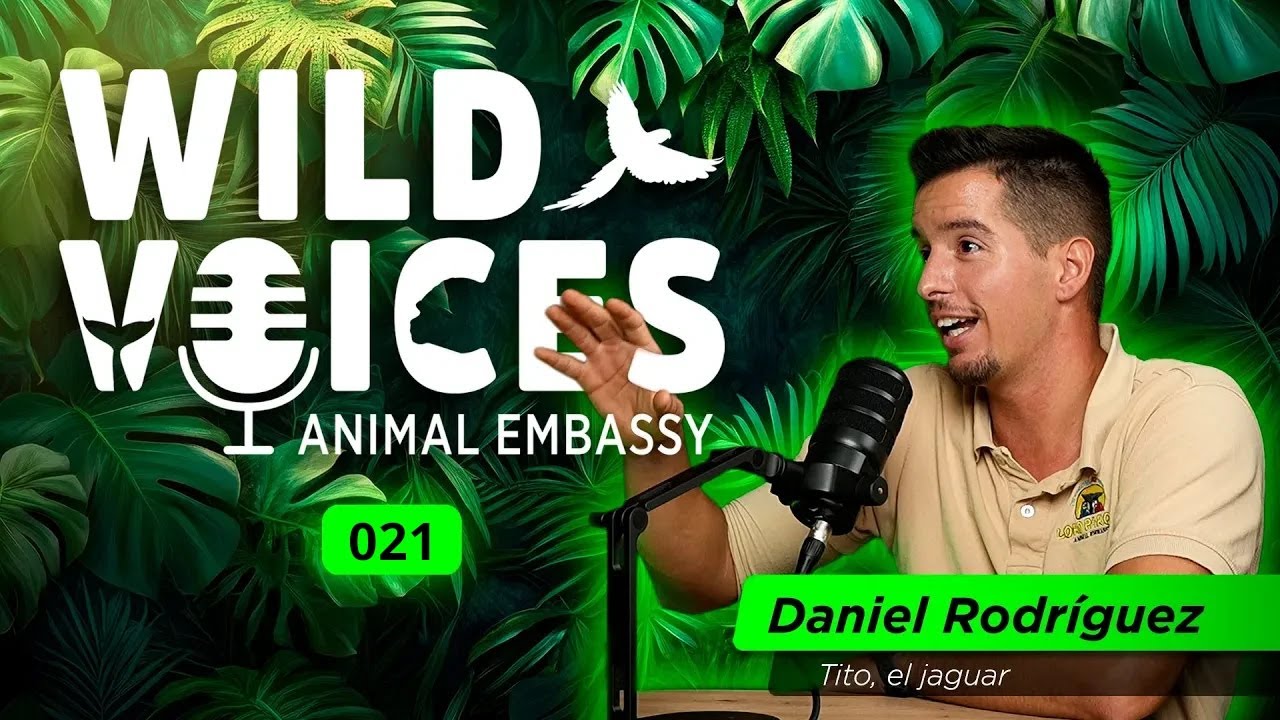 Wild Voices Podcast 021 -  Daniel Rodriguez