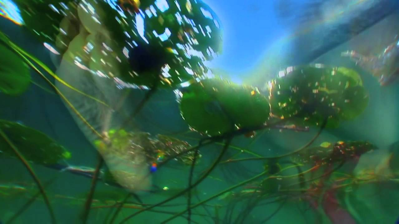 Pipilotti Rist: I Packed the Postcard in My Suitcase at ACCA