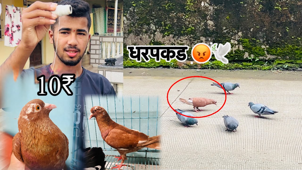 10₹ पकडला कबुतर 😱🕊️ || jatin mhatre vlog