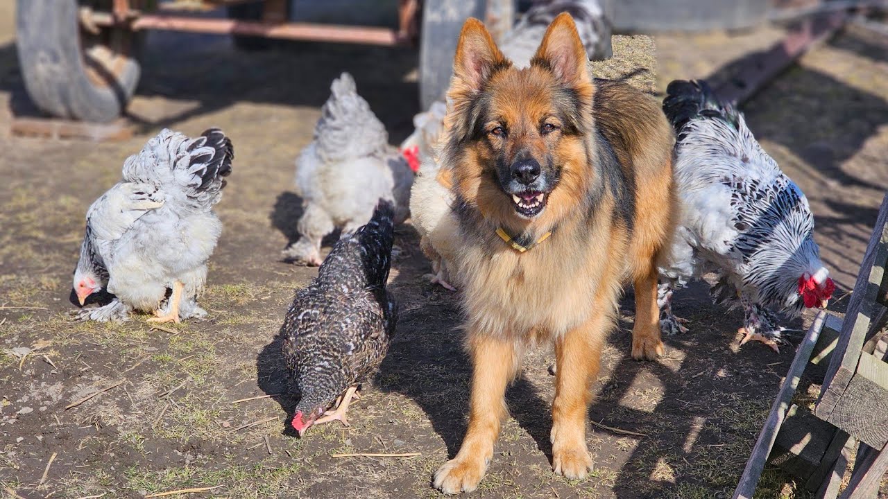 MAMY IMIĘ DLA NASZEGO KOGUTA - Jest najgrzeczniejszym dzieciaczkiem jakiego mieliśmy 