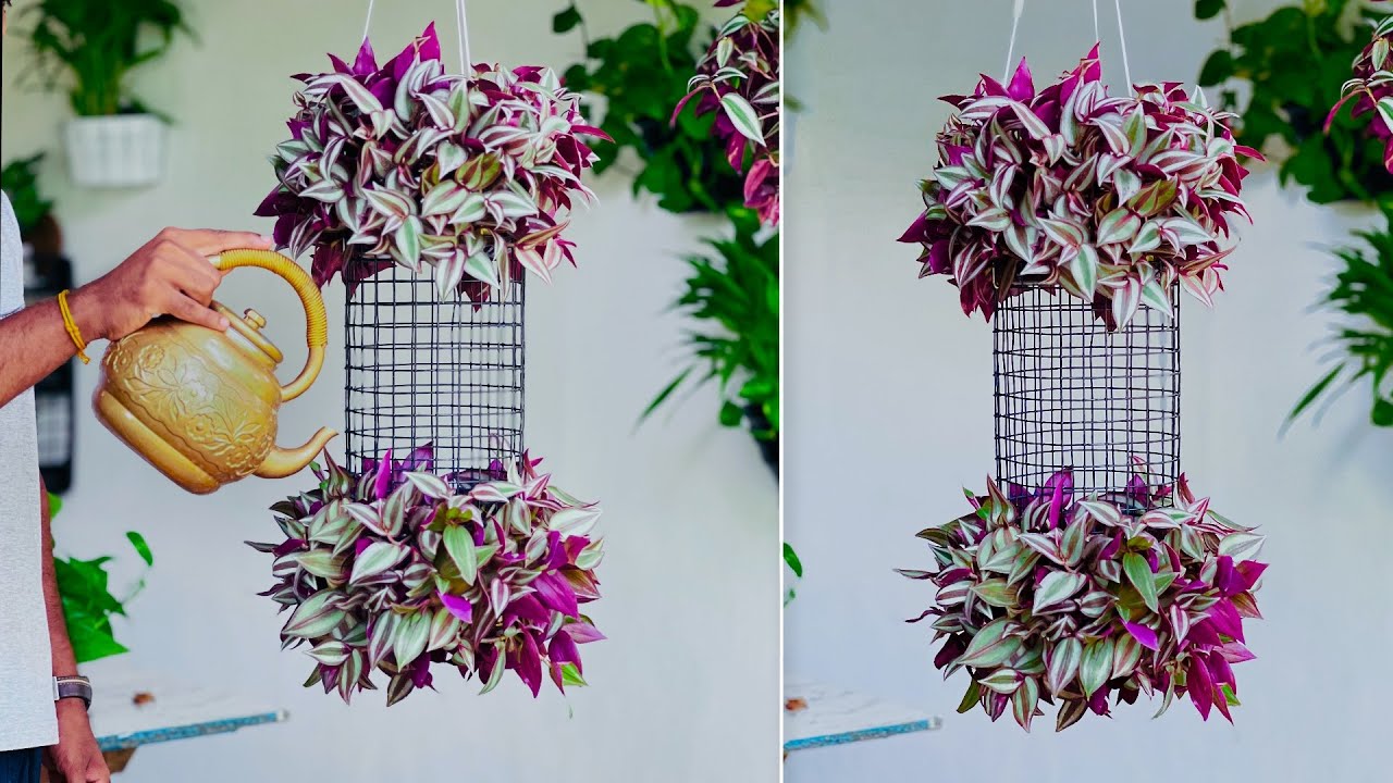 Wedding & Events Hanging Decoration Ideas Using House Plants | Hanging Decor Ideas//GREEN PLANTS