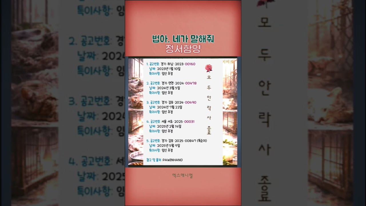 다섯 마리 임신 추정 유기동물, 공고번호 속 기록으로 남았다. 이름 없는 생명들은 시간 속에 사라지고, 그 중 똑순이도 있었다.