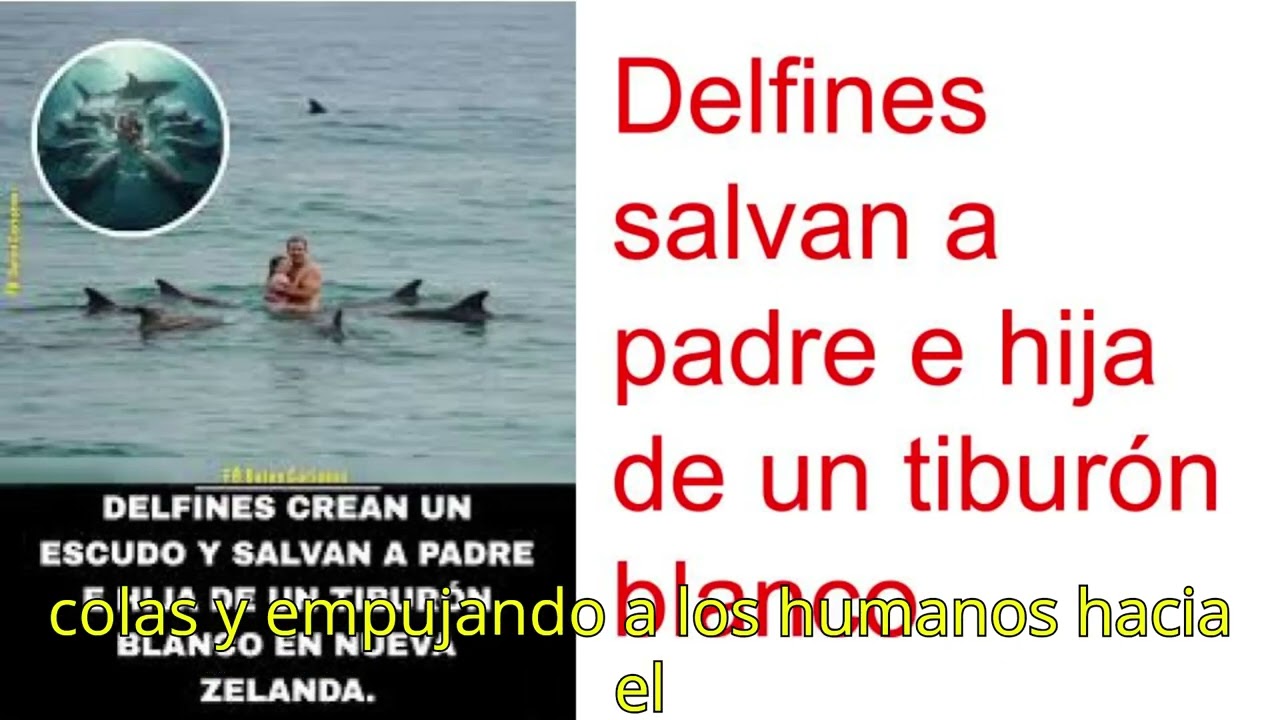 ANIMALES ASOMBROSOS : Delfines salvan a padre e hija de un tiburón blanco