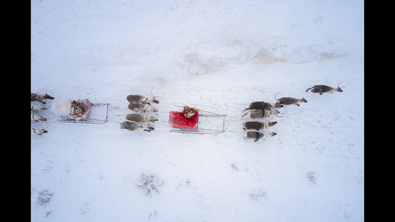 Nenets in transhumance. Yamal. 4K