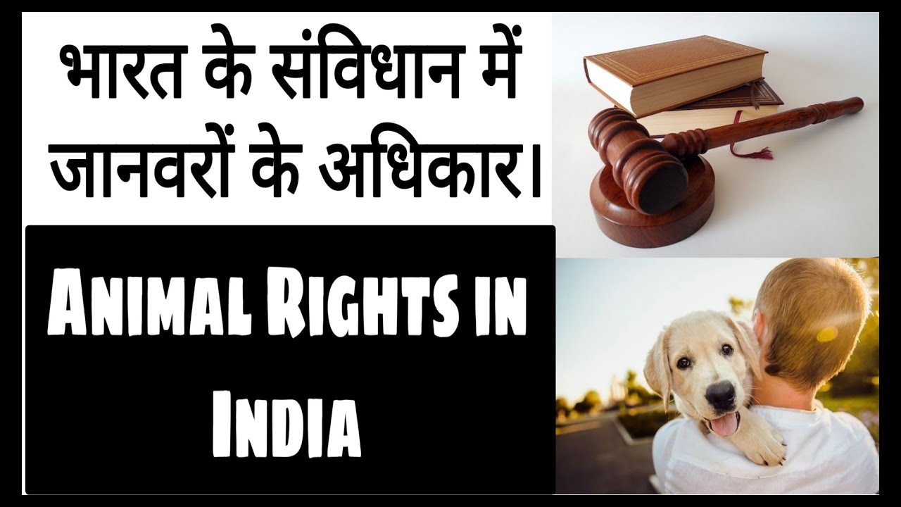 Animal rights activists in india | Animal protection act | Animal laws in india in hindi | #Hindi