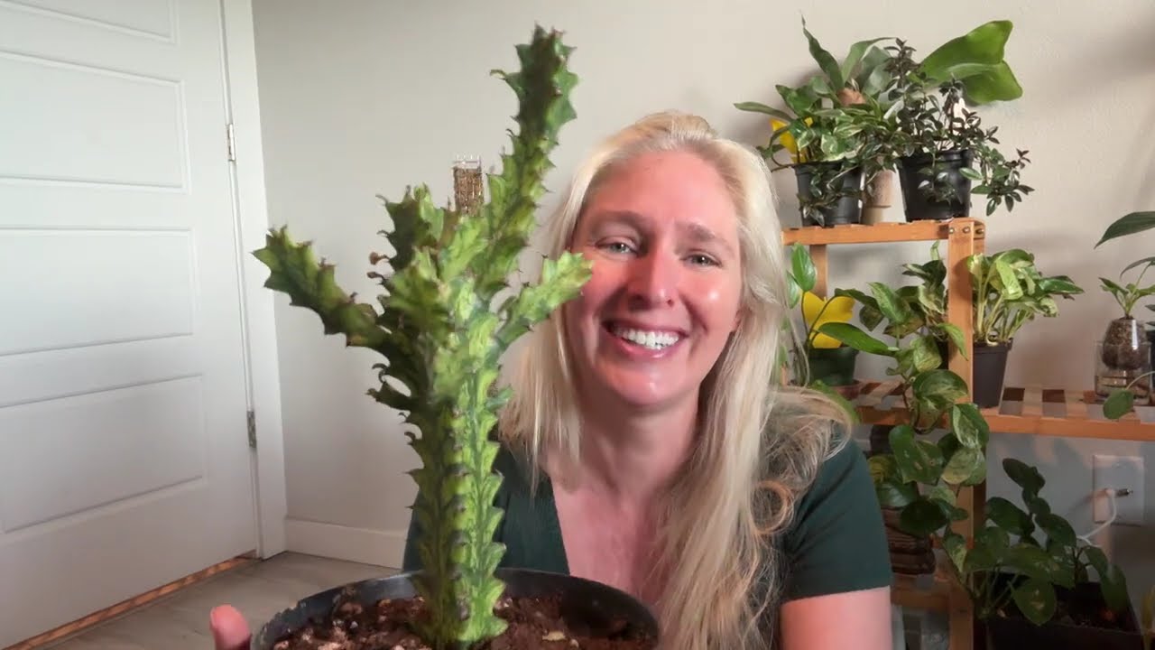 Euphorbia tour
