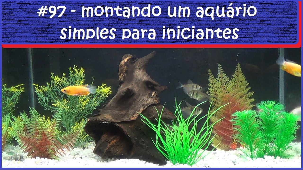 Montando um aquário simples para iniciantes