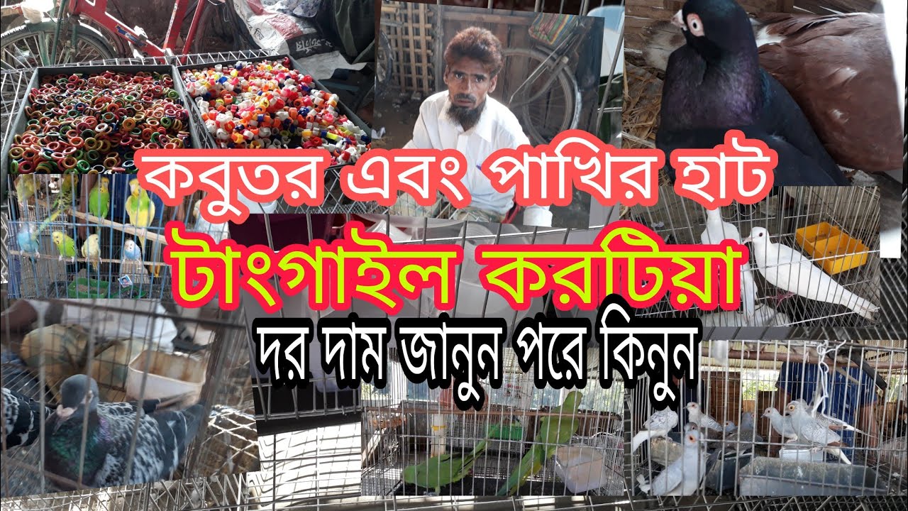 কবুতর এবং পাখির হাট টাংগাইল করটিয়া দর দাম জানুন Pigeon Leg ring pigeon market