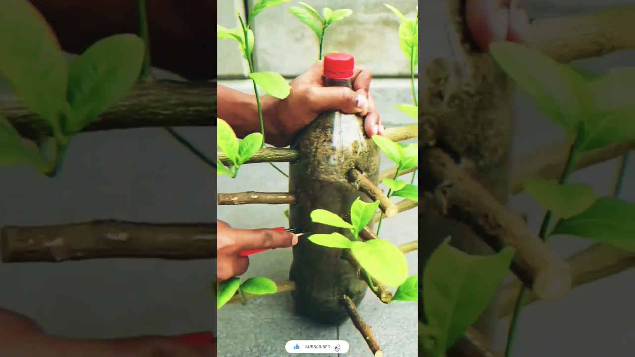 Lemon Tree Propagation Hack: Using Bananas for Success! #plant #lemontreecare #gardening