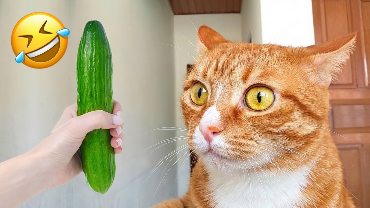 Смешные животные, которые заставят вас смеяться до безумия 😂