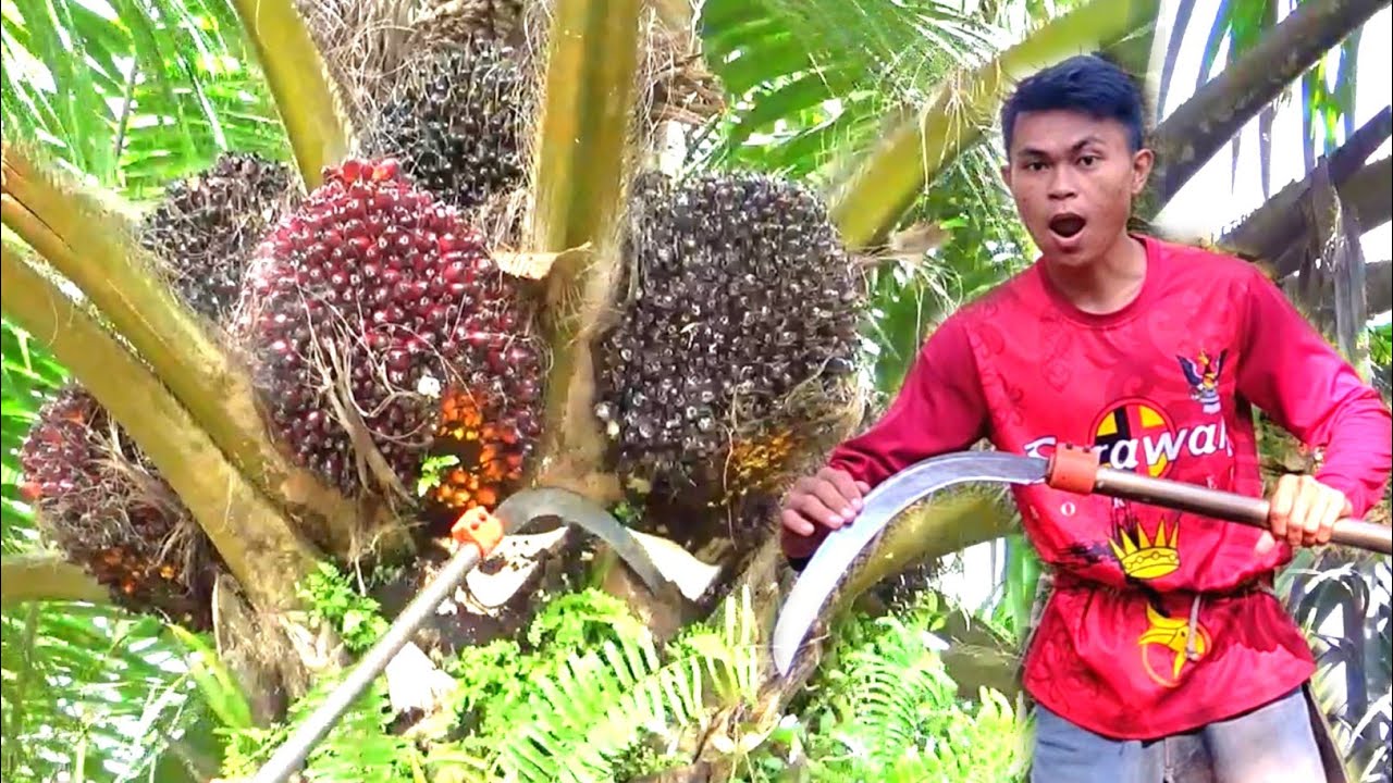 Lihat Sabit Saya Tajamnya Bikin iri Pemanen Lain.. Kembali Beraksi Panen Sawit Sambil Pruning