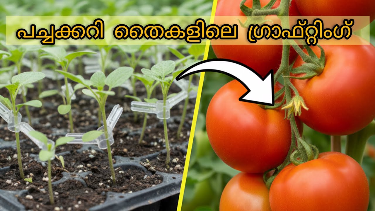 പച്ചക്കറി തൈകളിലെ ഗ്രാഫ്റ്റിംഗ്