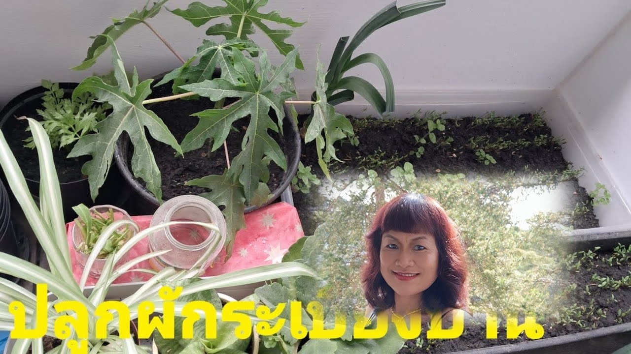 ผักสวนครัวกำลังเจริญเติบโต