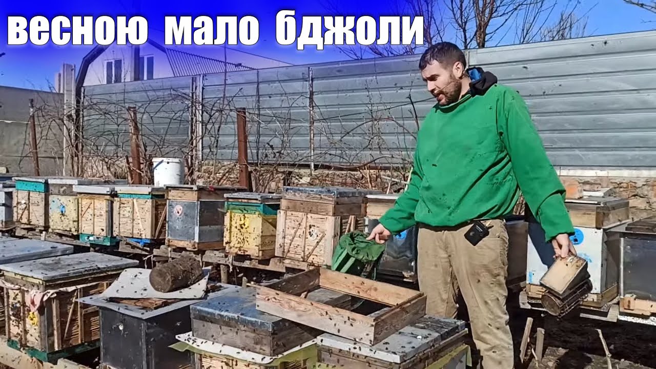 Бджоли тануть на очах втрачаємо бджіл весною. Чому бджоли не розвивались весною