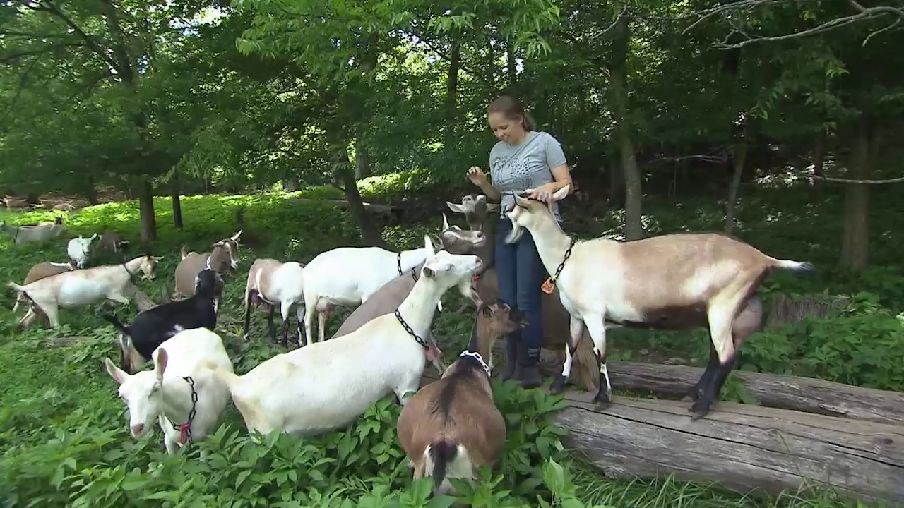 Noble Springs Dairy | Tennessee Crossroads | Episode 3103.1