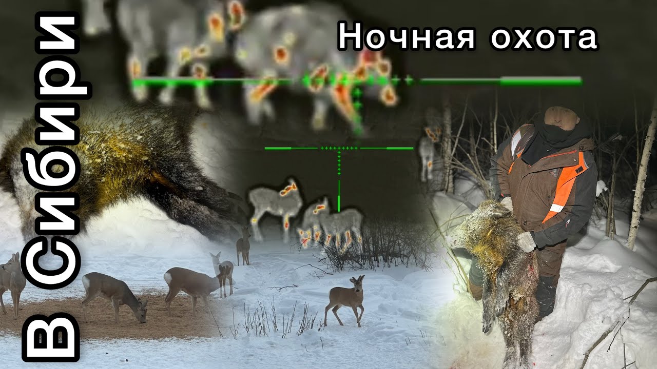 Ночная охота на кабана iRay Saim SCP 19W