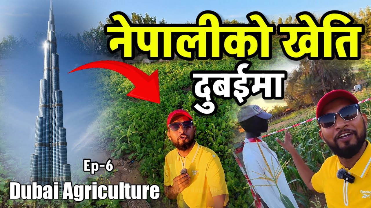 Dubai को गाउँमा नेपालीको यस्तो खेति Bhagya Neupane Dubai Tour EP-6 Dubai Agriculture