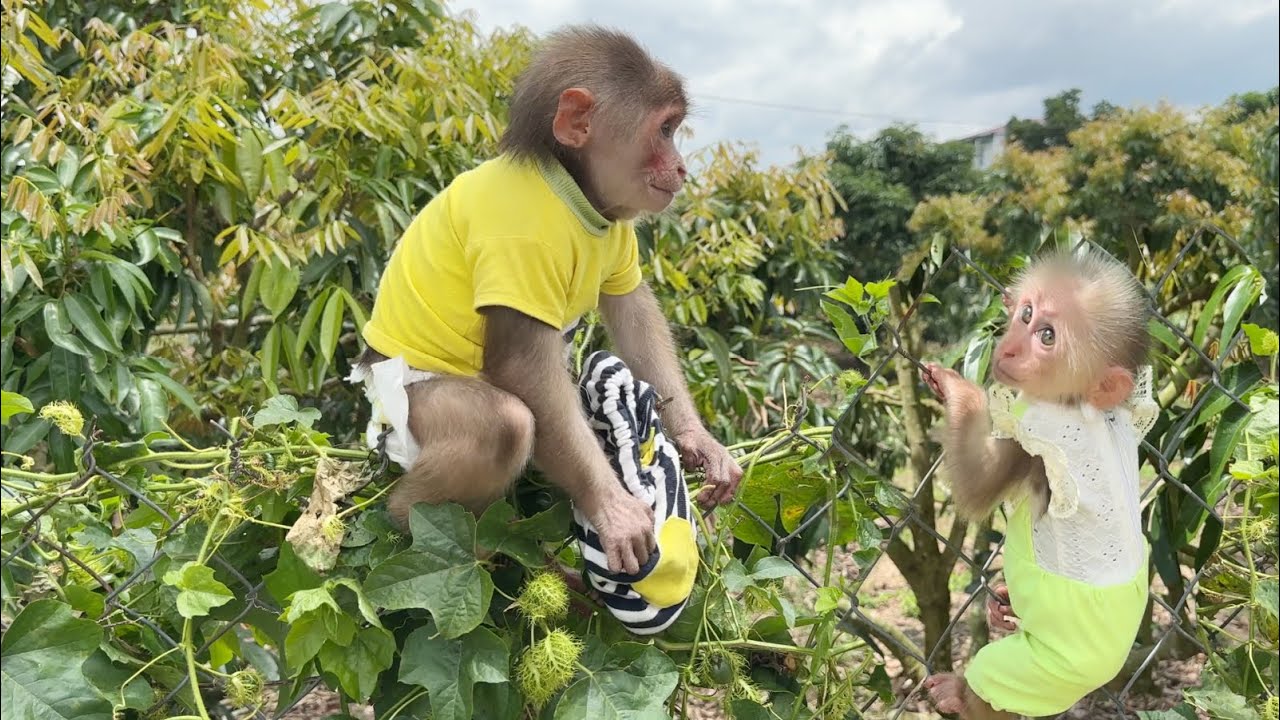Monkey SinSin & ZiZi pretended to play in the house and sneaked Dad out to play and lost his pants