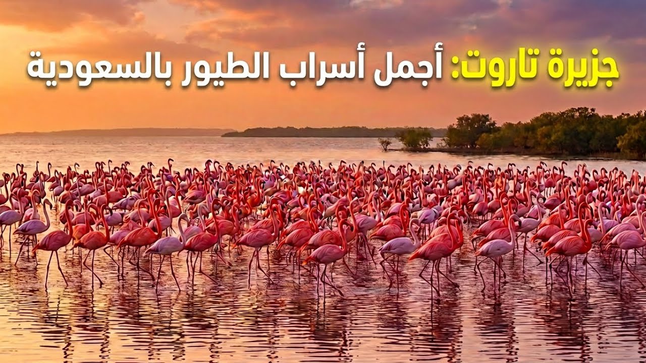 سباق وهجوم طريف بين الطيور على صيد البحر - جزيرة تاروت بالسعودية أفضل مكان مفتوح لتصوير أسراب مهاجرة
