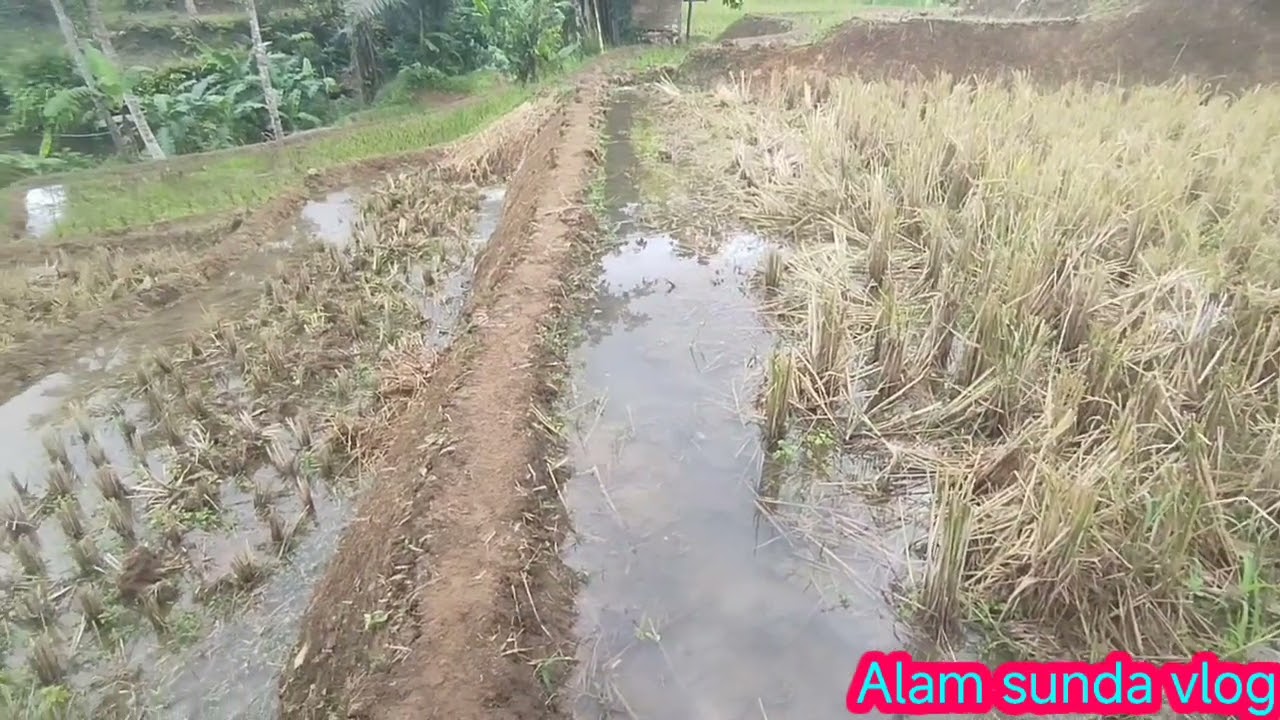 sebagian udah tandur sebagian udah nyankul dan masih jua ada yang panen🇲🇨