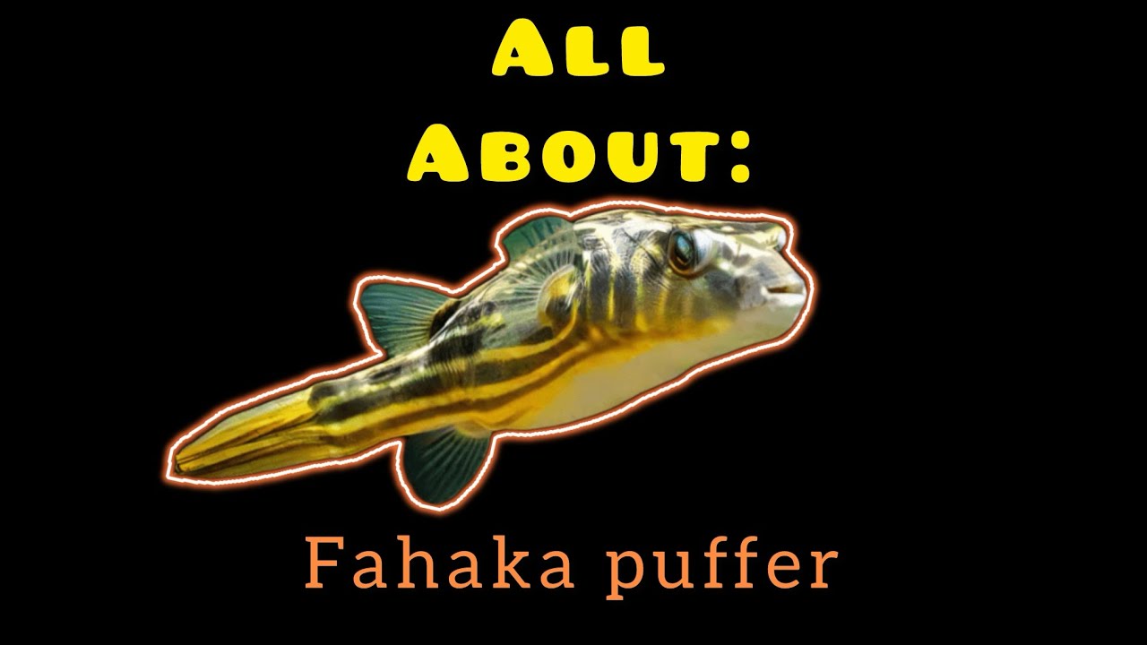 All about the fahaka puffer fish!!!