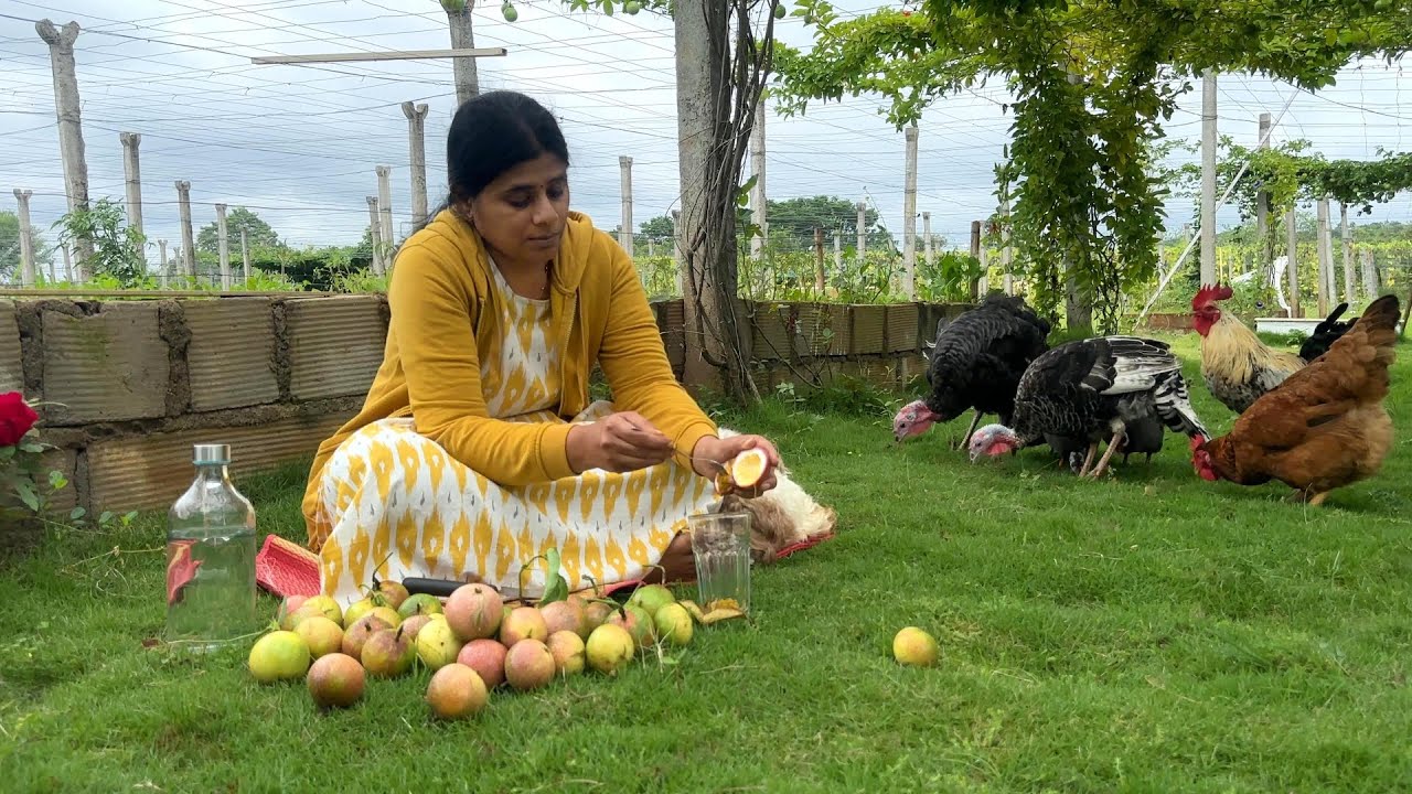 A Rainy day at Farm|ప్రకృతి జీవనం|| B Like Bindu