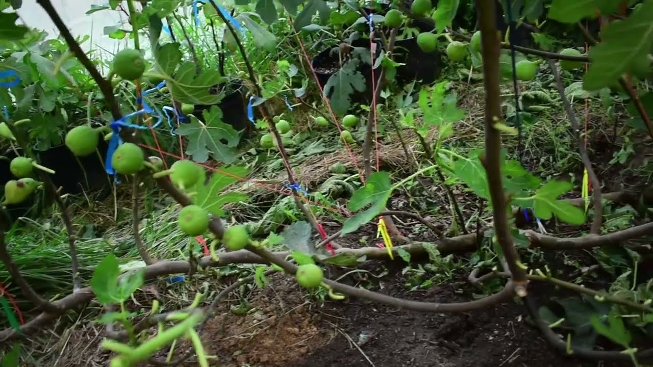 Fig Trellis For Trees with Alot Of Figs
