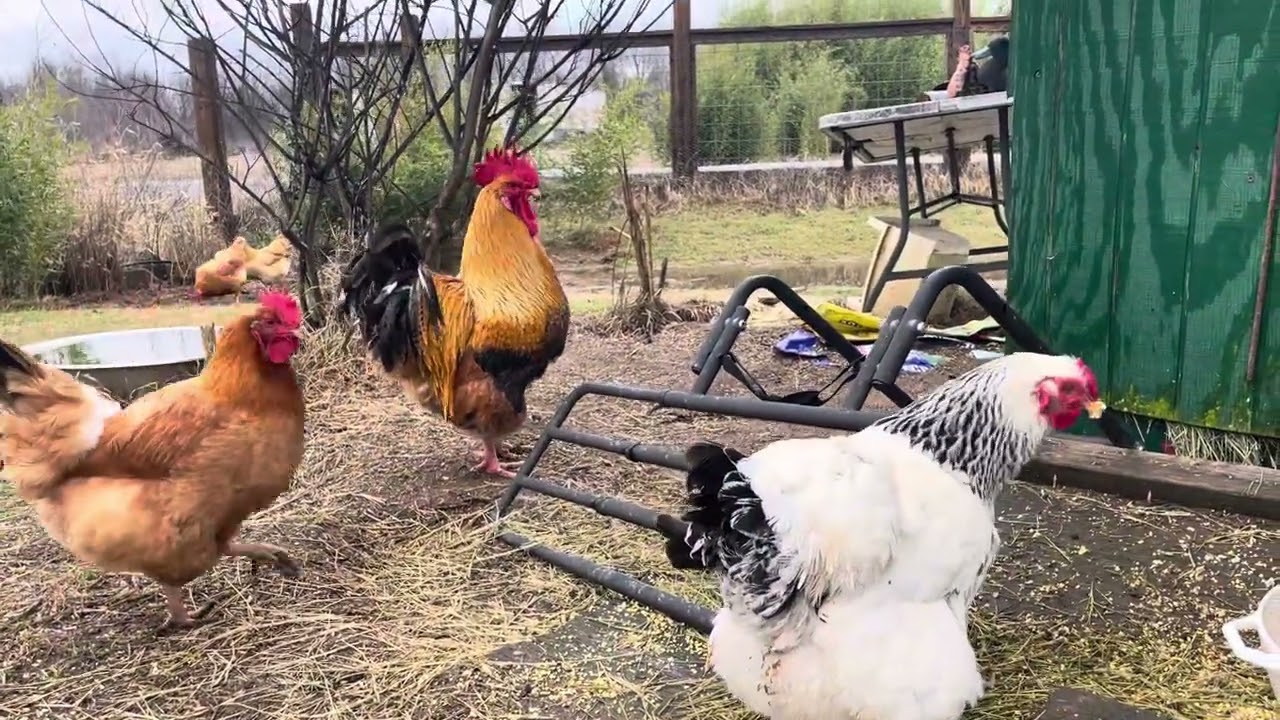 Daily dose of chickens and guineas at the Cock-dominium