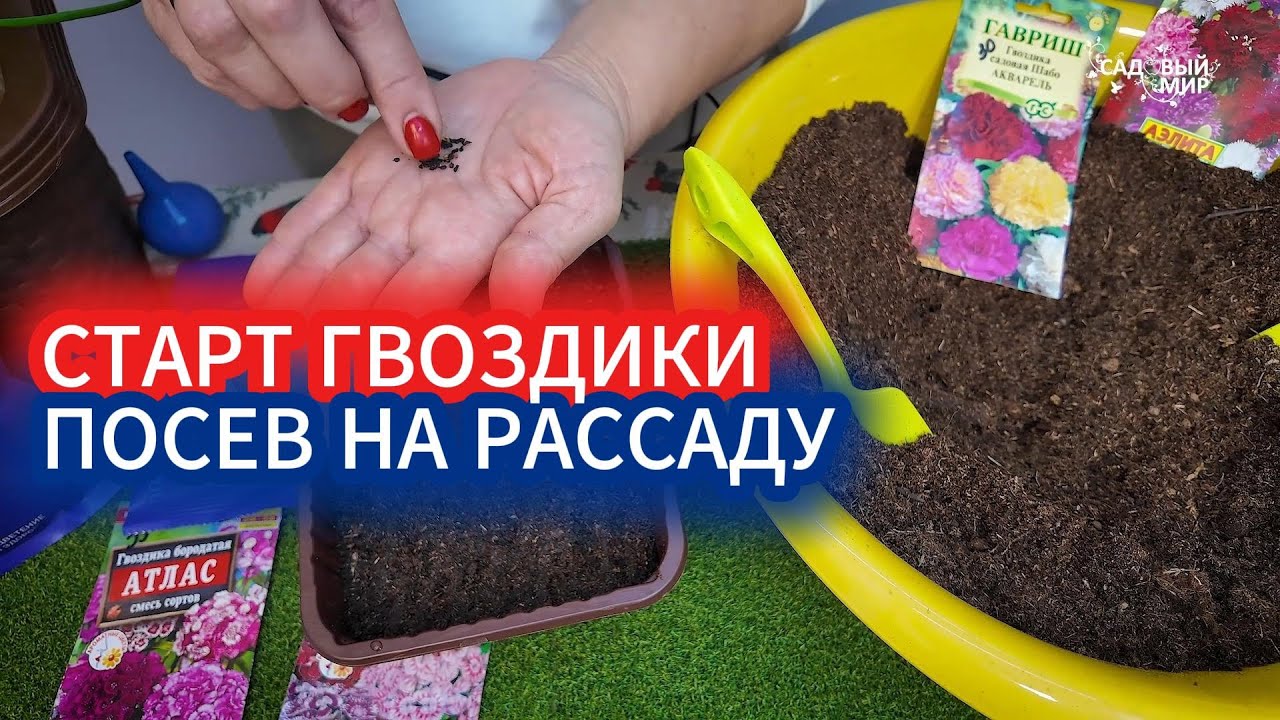 НОВОГОДНИЙ ПОСЕВ: ЦВЕТЫ ВМЕСТО ОЛИВЬЕ. КАКИЕ ЦВЕТЫ ПОСЕЯТЬ НА РАССАДУ В ДЕКАБРЕ И ЯНВАРЕ
