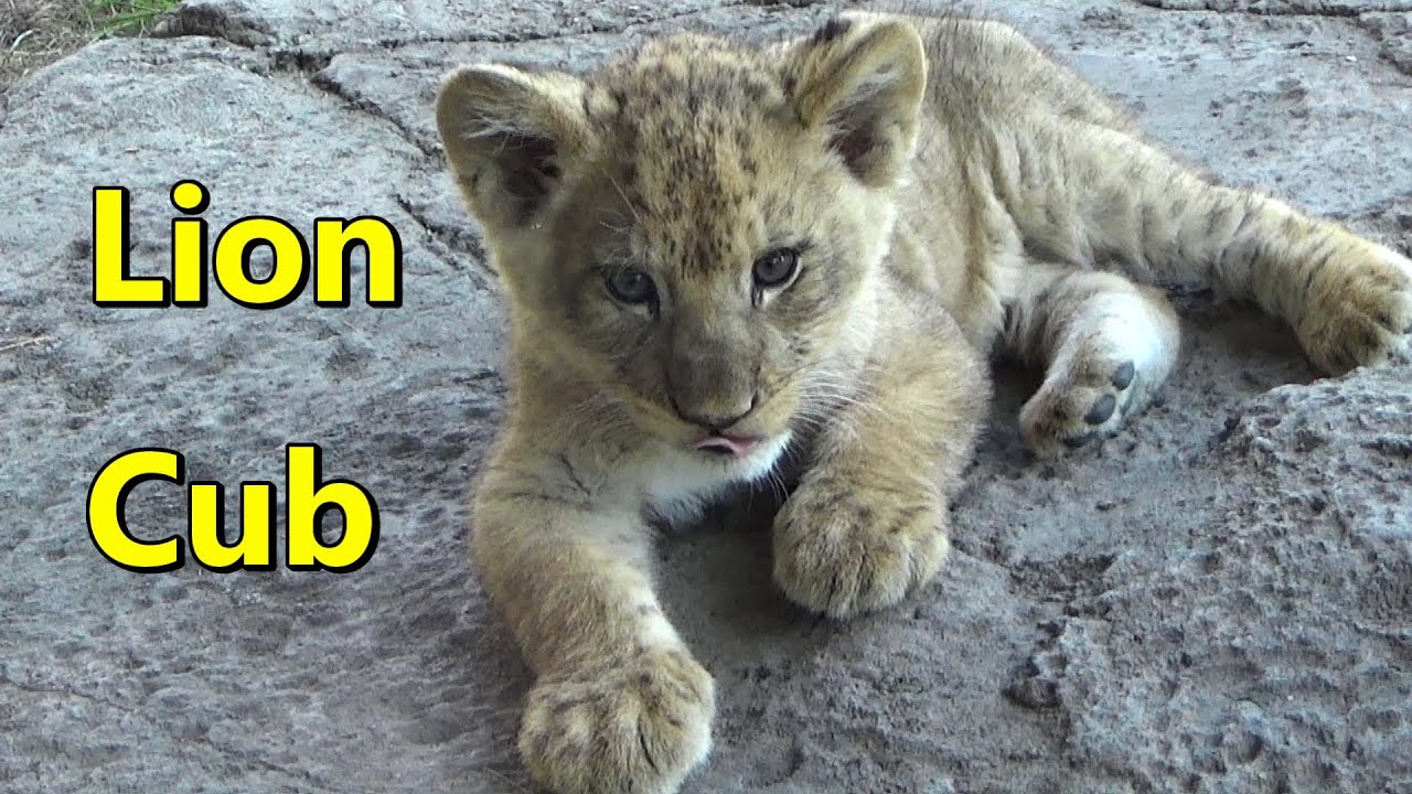 African Lion Cub - Close Up - Pilipili born March 15 2022 🦁 Lincoln Park Zoo Chicago June 3 2022