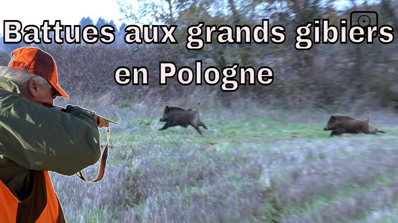 Petites battues aux grands gibiers en Pologne 1/3