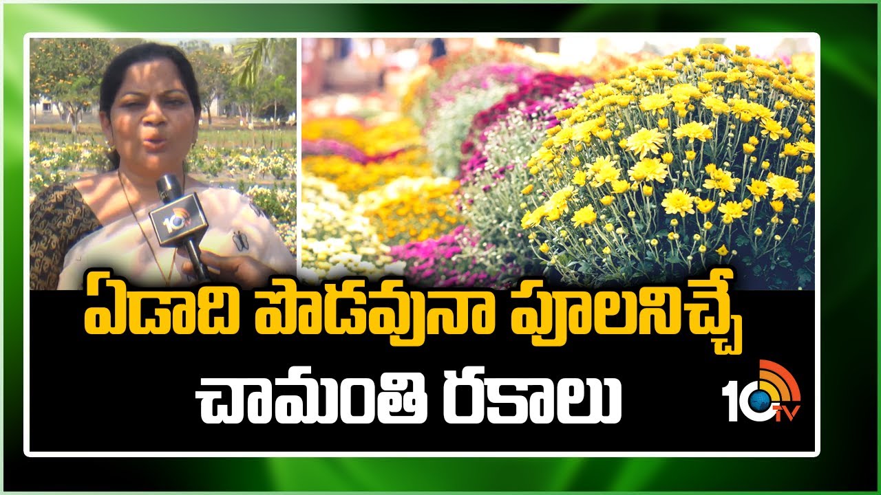 ఏడాది పొడవునా పూలనిచ్చే చామంతి రకాలు | Chrysanthemum Flower Varieties for Farming | 10TV