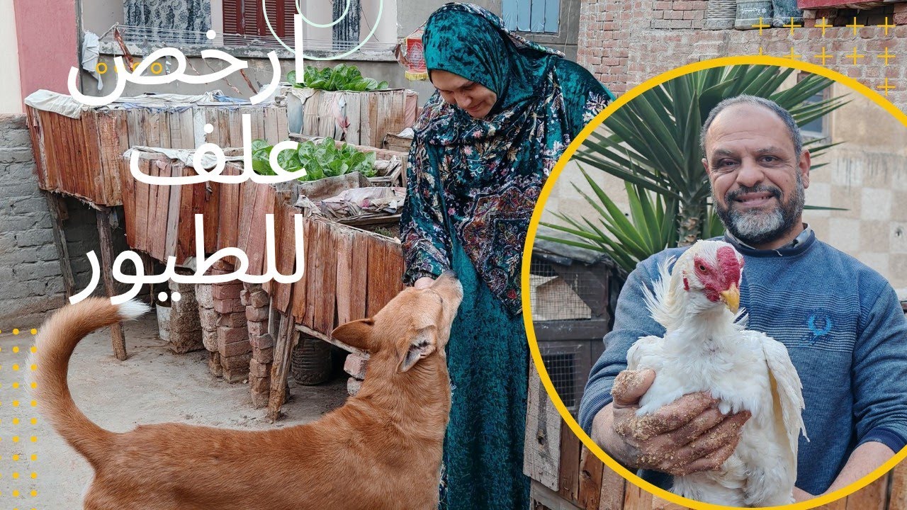 أرخص وافضل علف للدواجن وجبه غذائيه متكامله