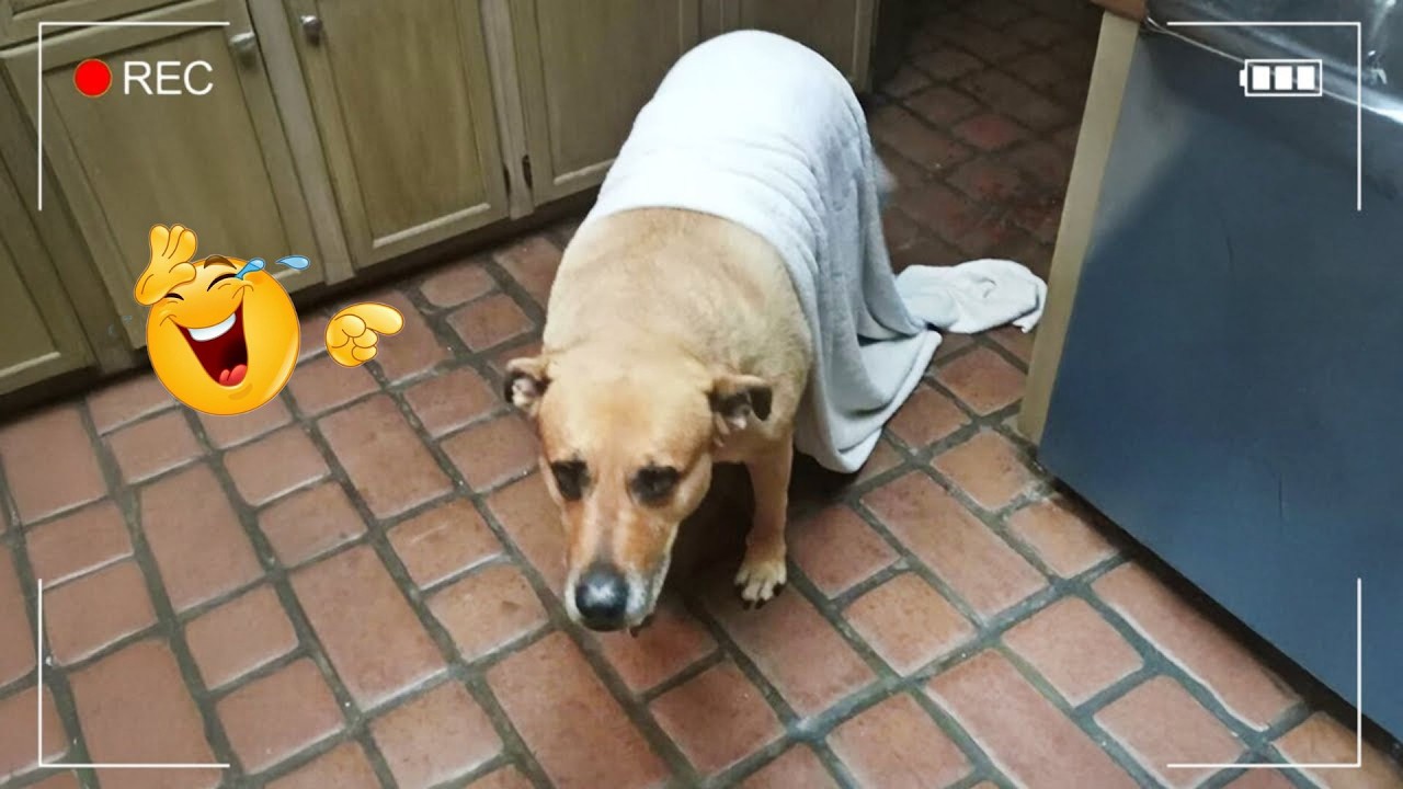 You Can’t Stop Laughing At These Dogs 🤣 FUNNIEST DOGS Video 2026