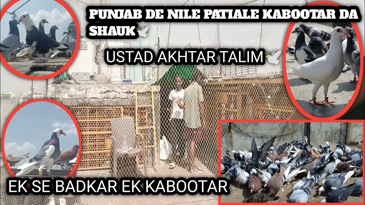 Aftab Bhai Ka shauk170 kabutar, Shastri Nagar 2025 , Ustad Akhtar Talim #trending #viralvideo #vlog 