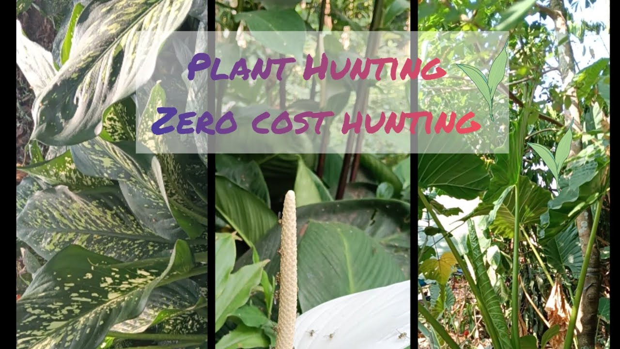 Zero cost plant hunting🪴🌿