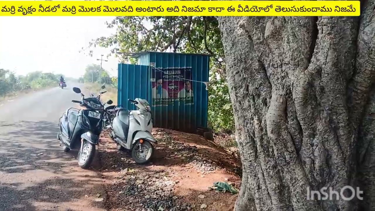 Marri vruksham.Maha vruksham మర్రి వృక్షం మహావృక్షం 110 సంవత్సరాల నాటి ఈ చెట్టుJanuary 17, 2026